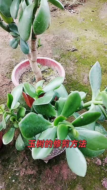 玉树的修剪方法去底芽去底叶打顶修枝这样剪容易变老桩