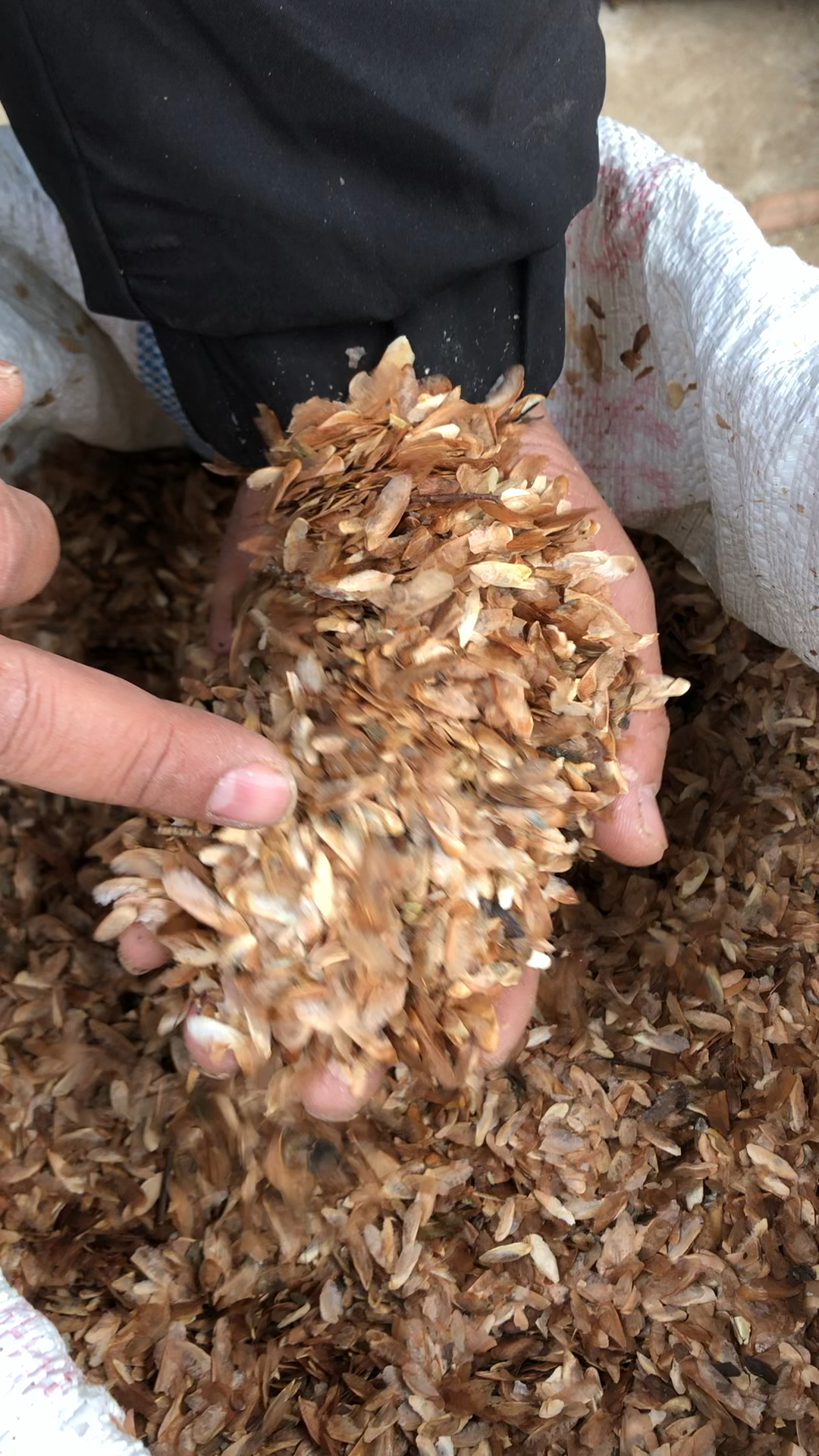 香椿结的种子可能你没见过!香椿籽几月份播种?