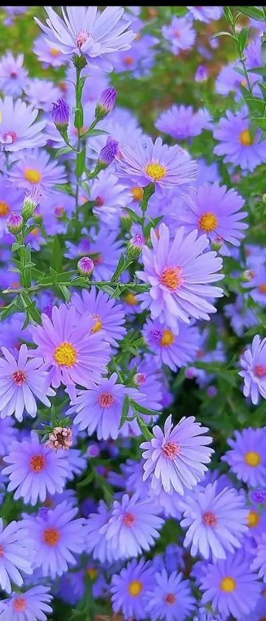 紫色小菊花赏心悦目#养花# #摄影# #中国美景大赏