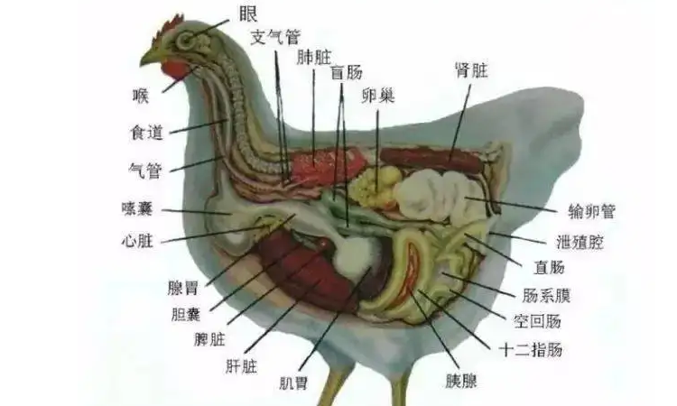 雞忘記是什麼器官