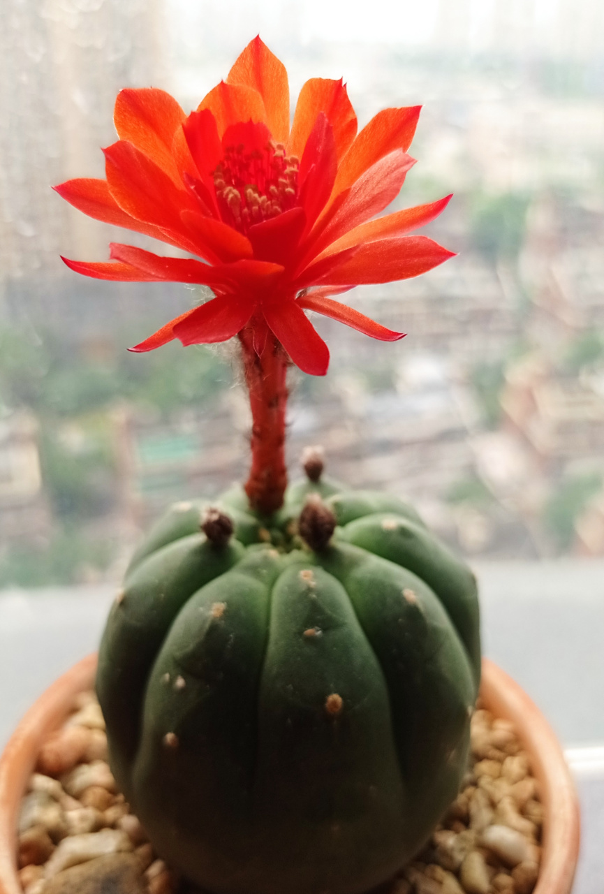 奇仙玉花开.期望交给时间,等待总会有收获.