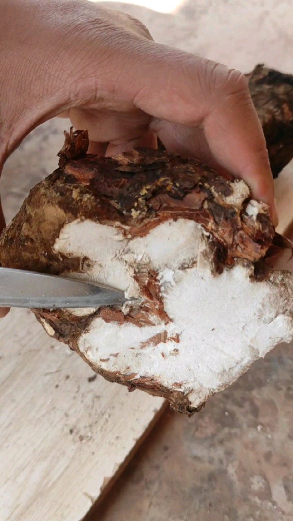 云南野生茯苓,削去表皮露出白色菌肉