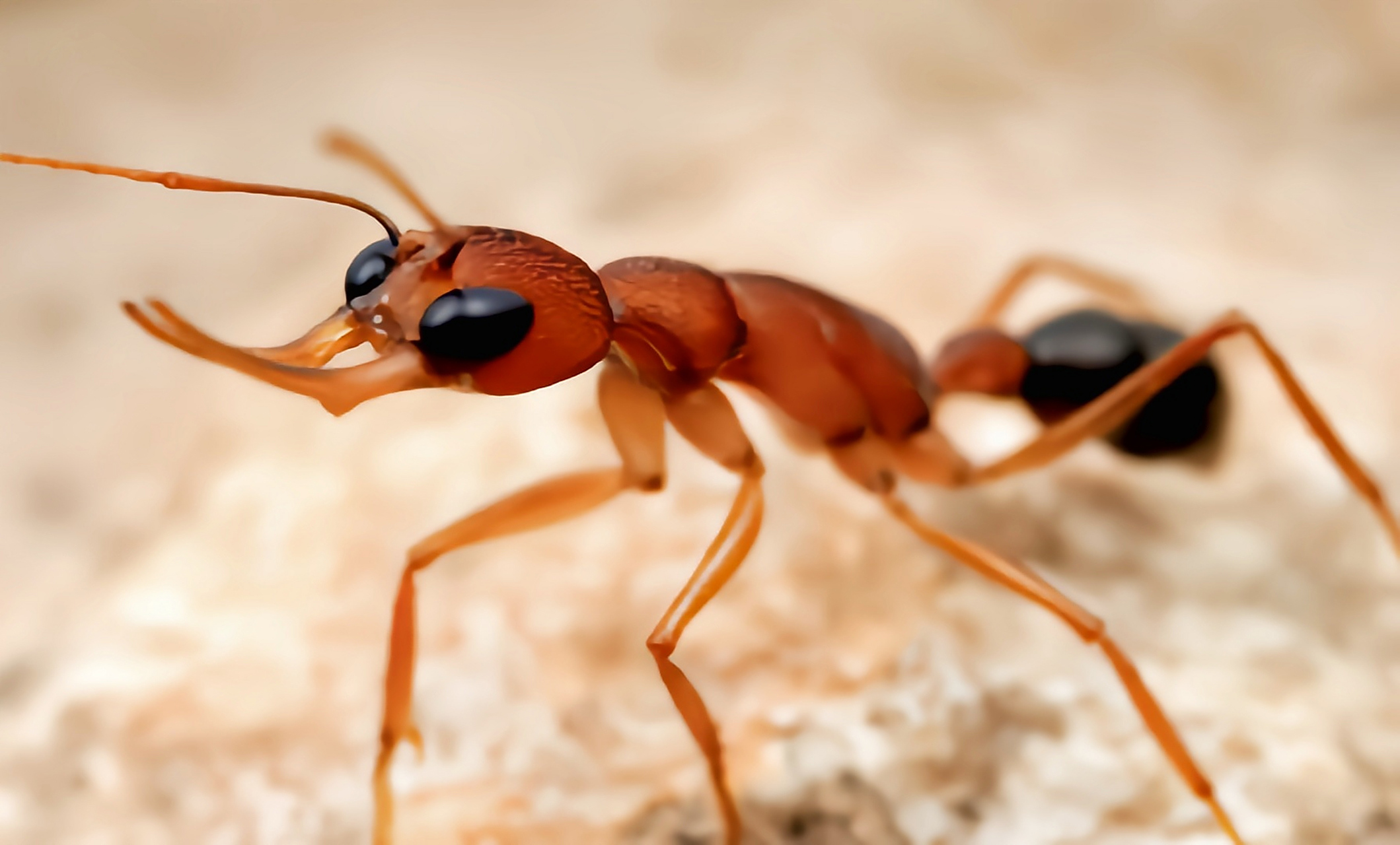 每天认识一种昆虫——跳镰猛蚁 跳镰猛蚁别名跳蚁,舞镰猛蚁,印度跳蚁