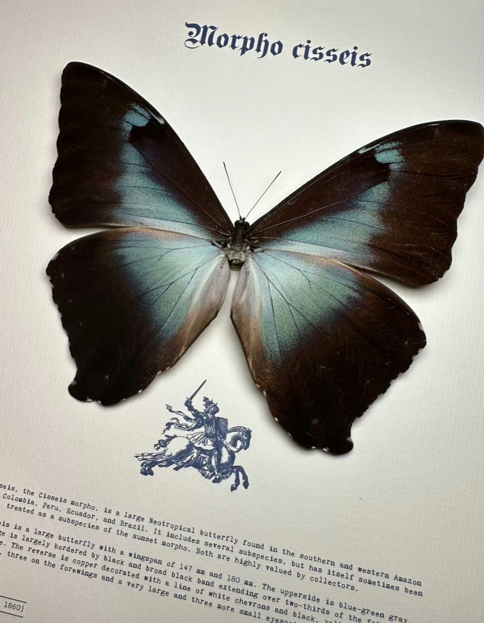 今日养养 一起认识更多美丽的蝴蝶03 p1  月神闪蝶 morpho cisseis