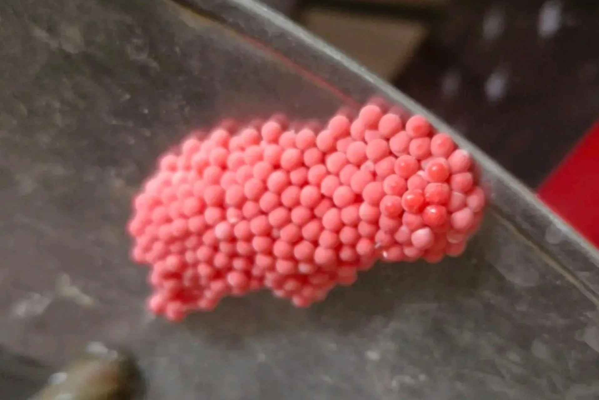 买的螺丝放两天就这样了,这是田螺产的卵吗?