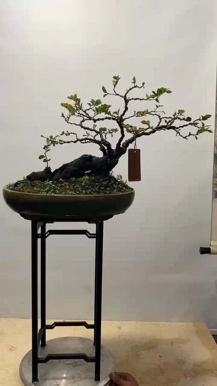 精品黑骨茶盆景,造型独特