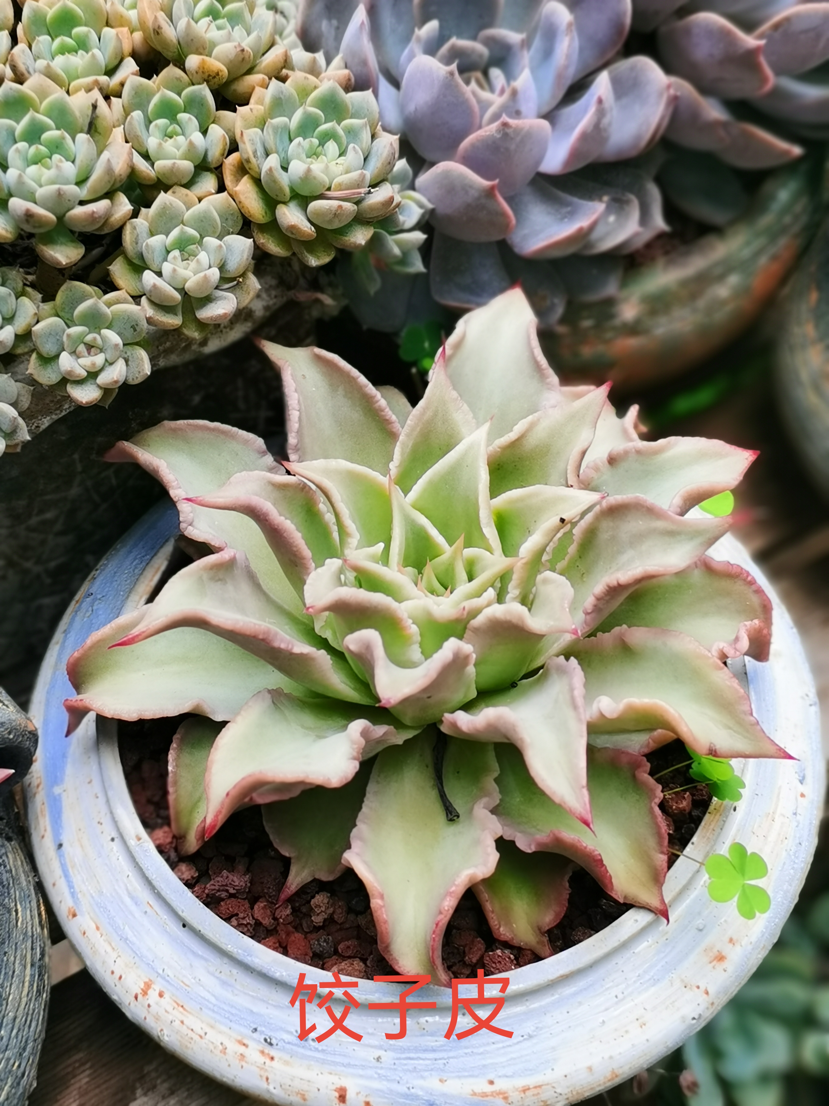 多肉植物# 今年是第一年尝试夏天不拉遮阳网,不挂遮雨布,全露养多肉