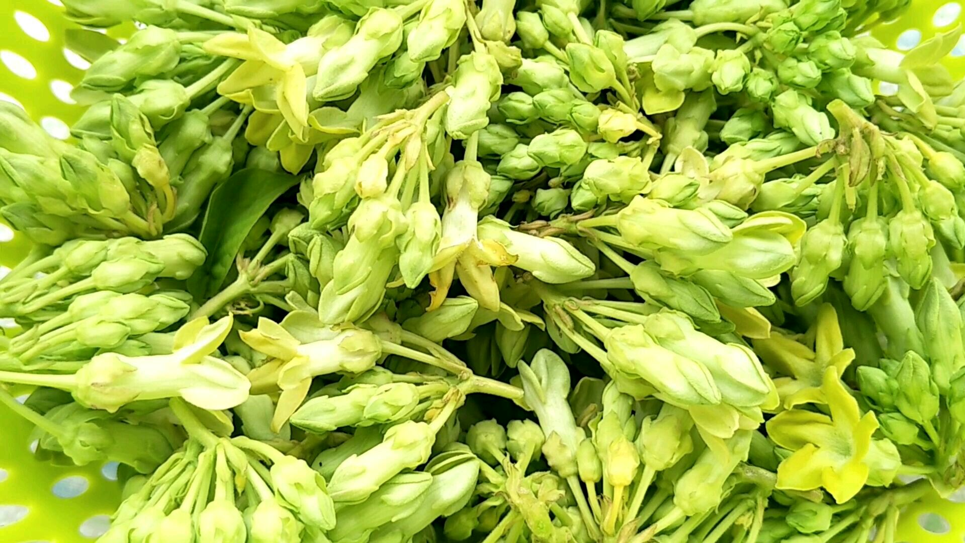 一种能做菜的花——夜香花,清香芬芳,美味哦