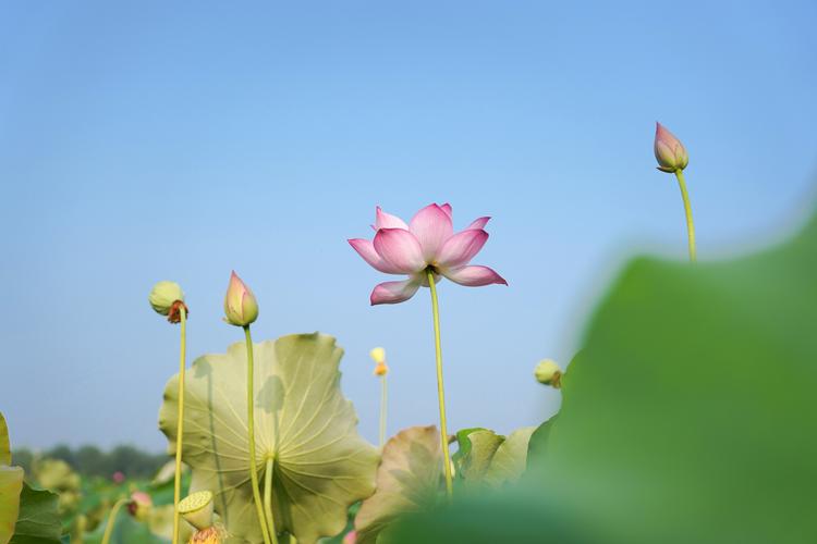 诺诺数科客服客户电话(退款还款服务)