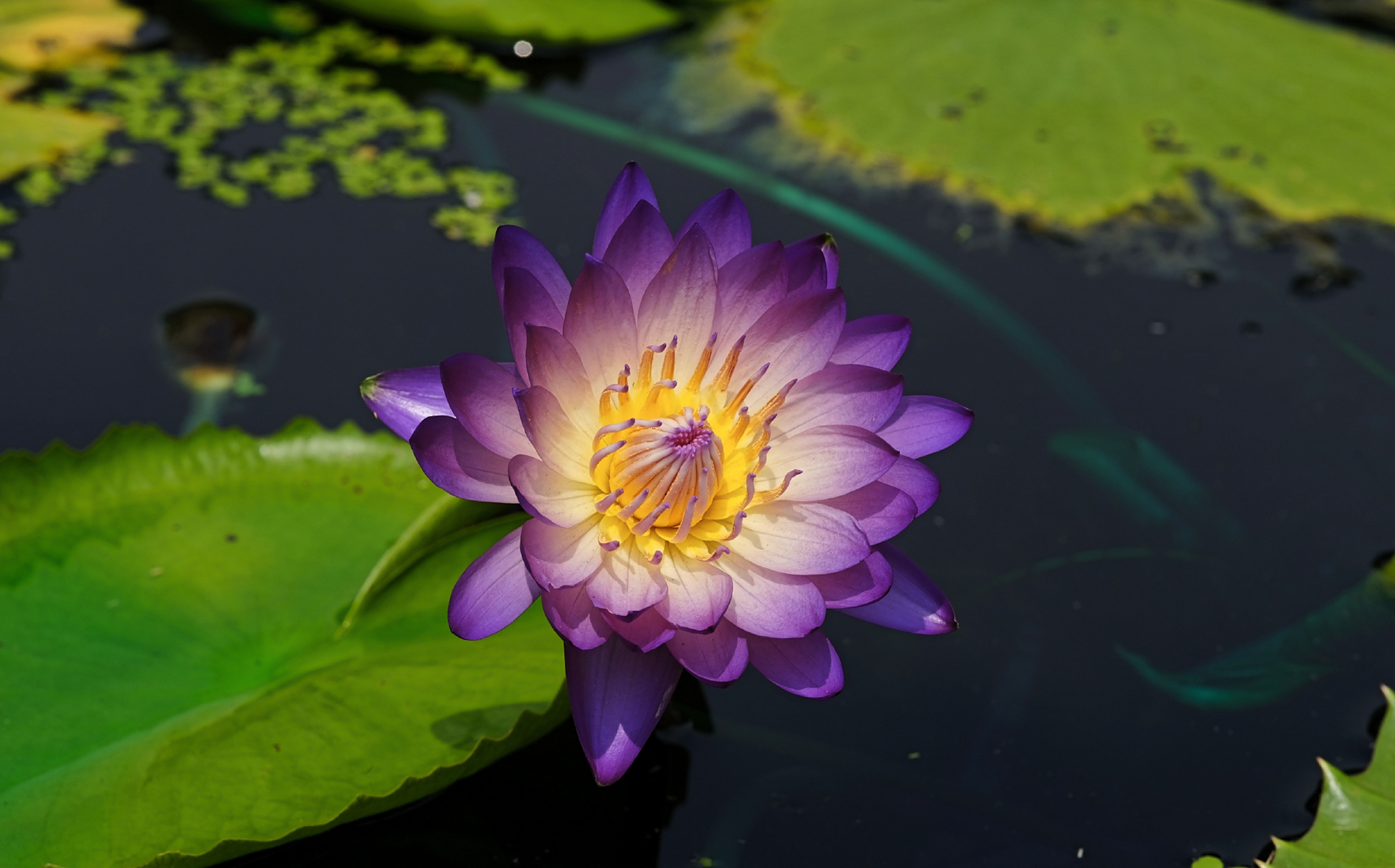 黑美人睡莲 nymphaea black beauty; 2.睡莲属品种; 3.
