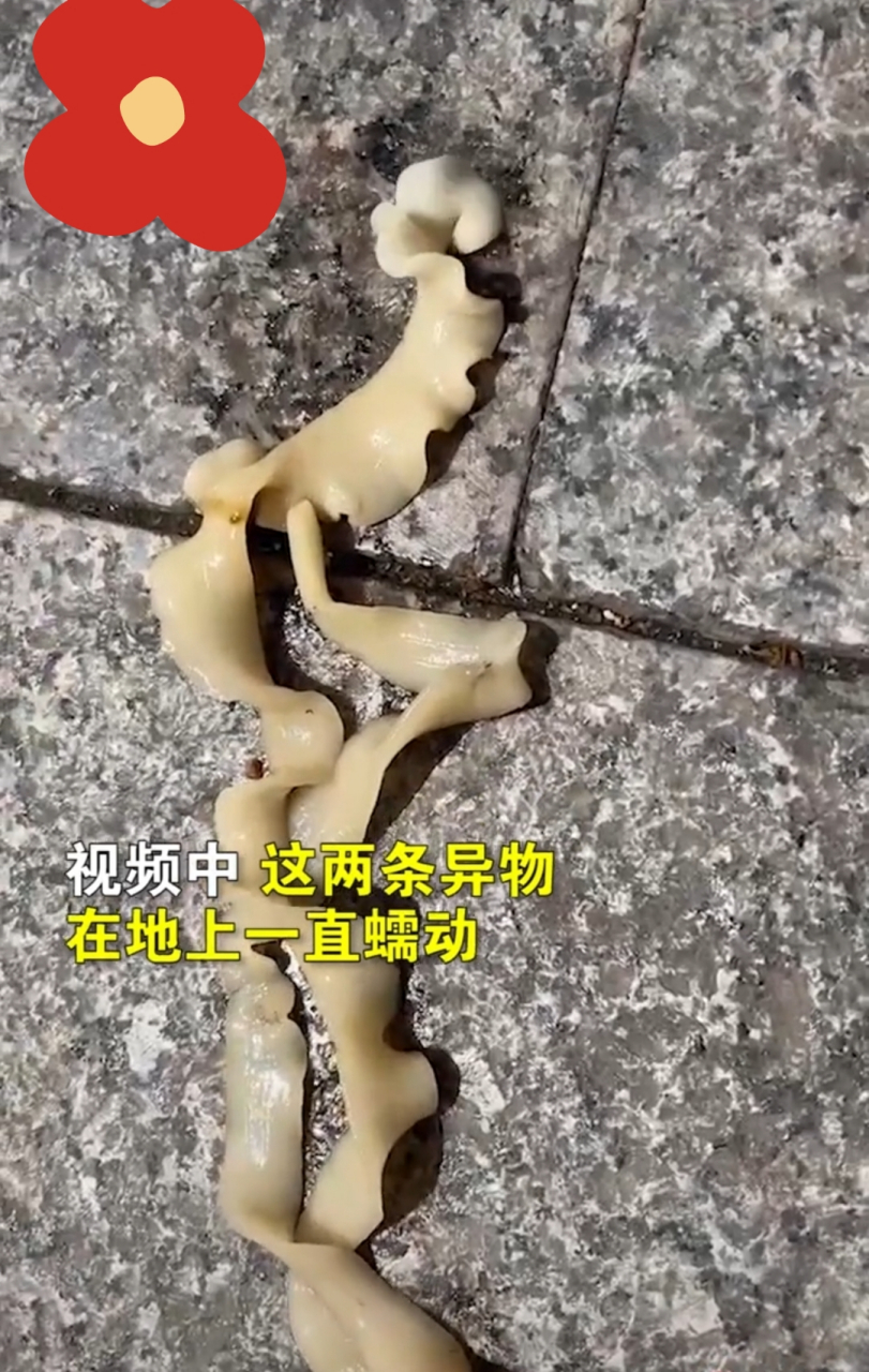 男子杀鱼,发现像面条一样的寄生虫.