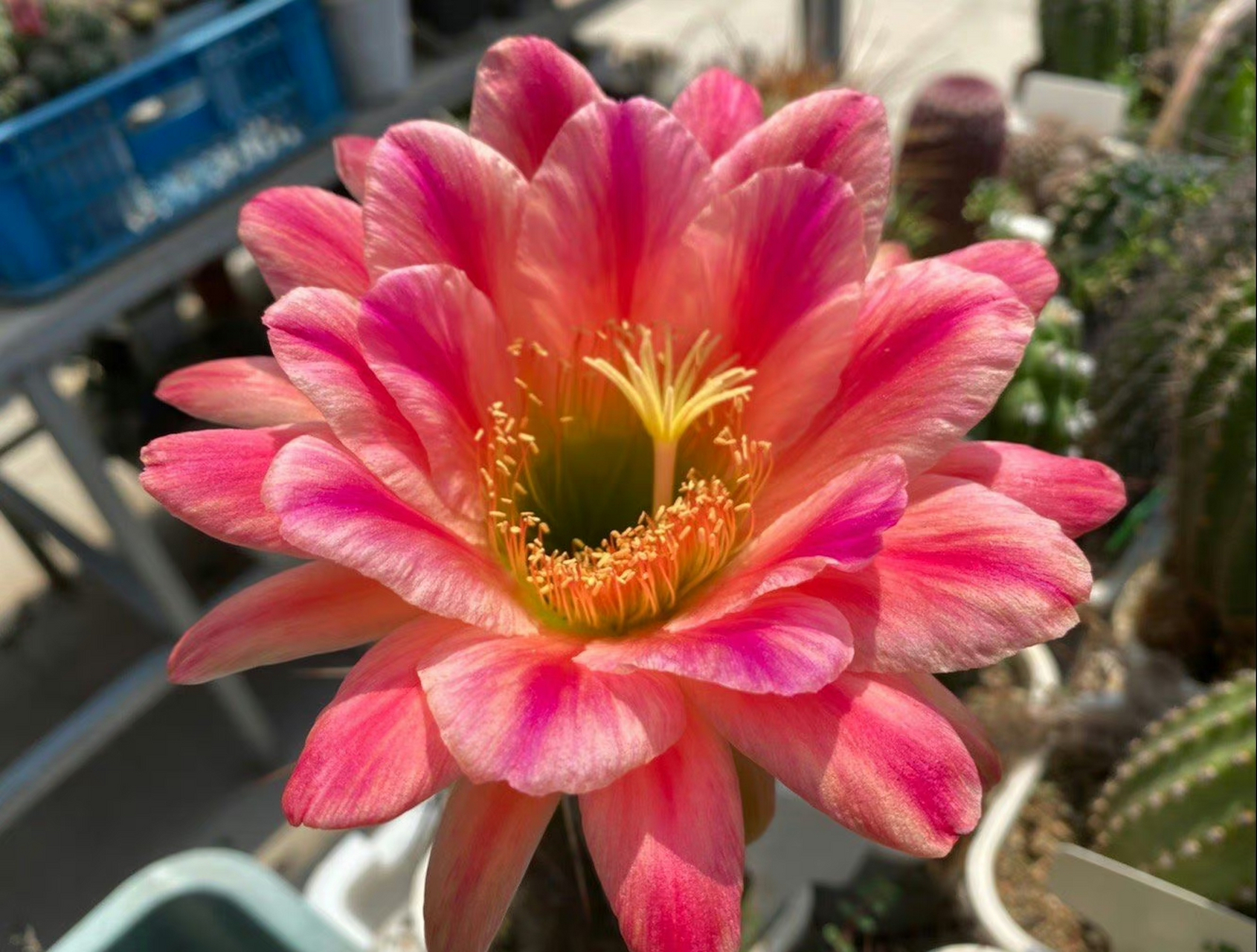 阳光下的毛花柱:安妮特, 确实很是娇艳 ,人生最好的状态,是每天醒来面