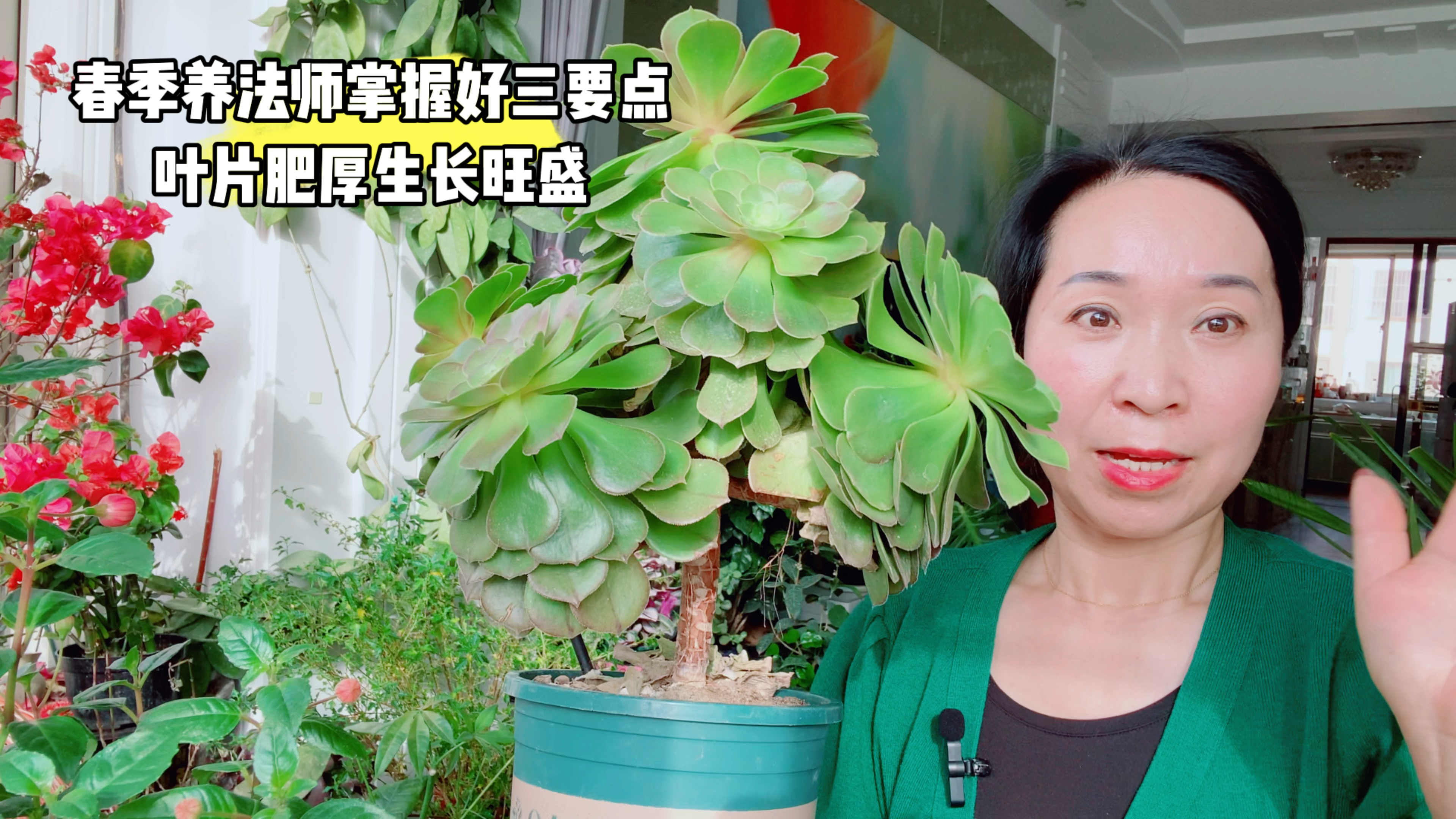 春季养好多肉法师,掌握好三要点,叶片肥厚生长旺盛!