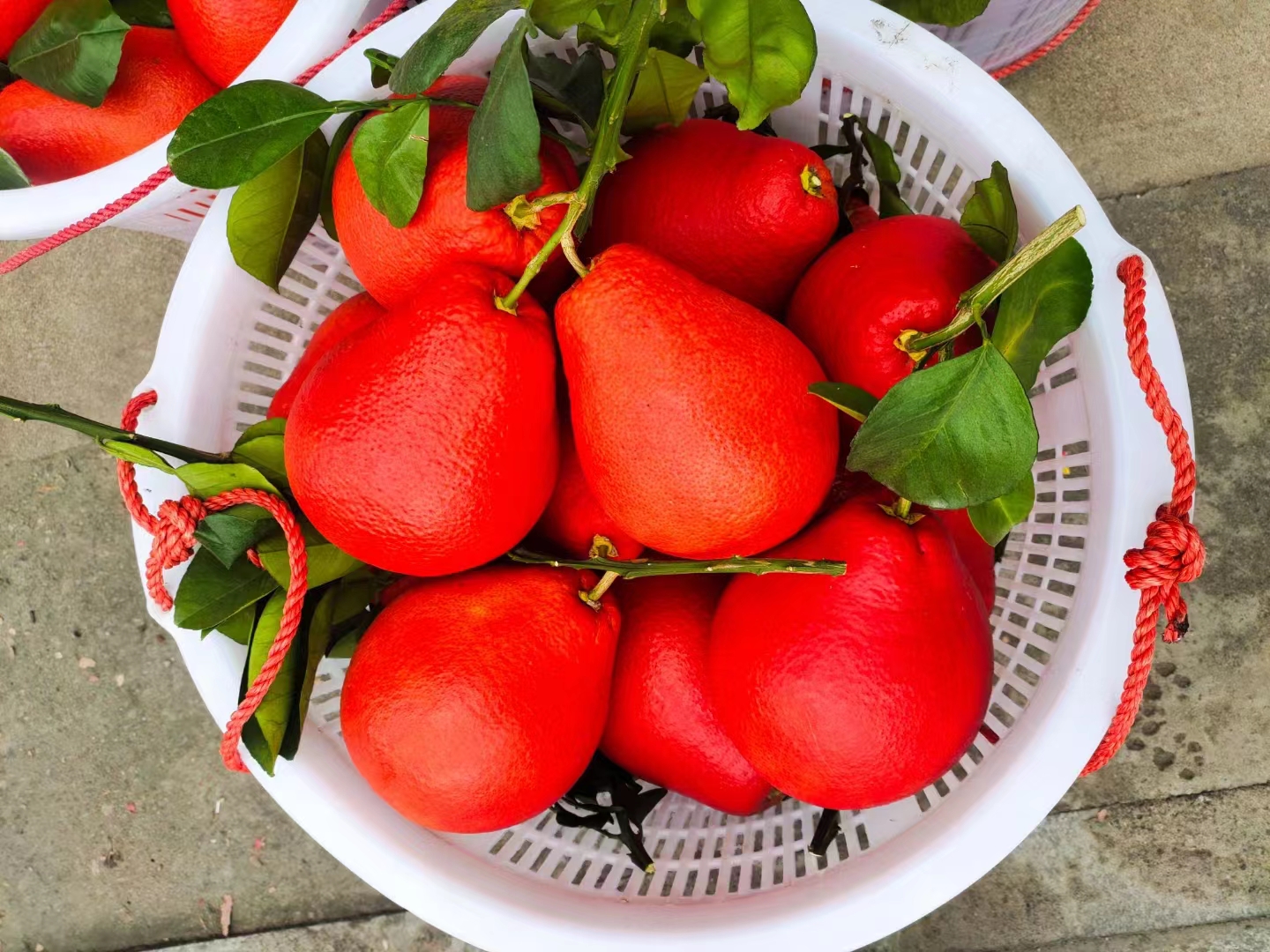 泰国暹罗红柚苗进口报关清关所需单证资质