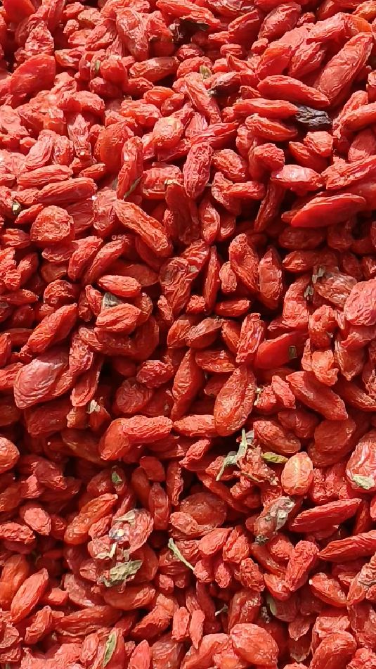 真宗诺木洪红枸杞