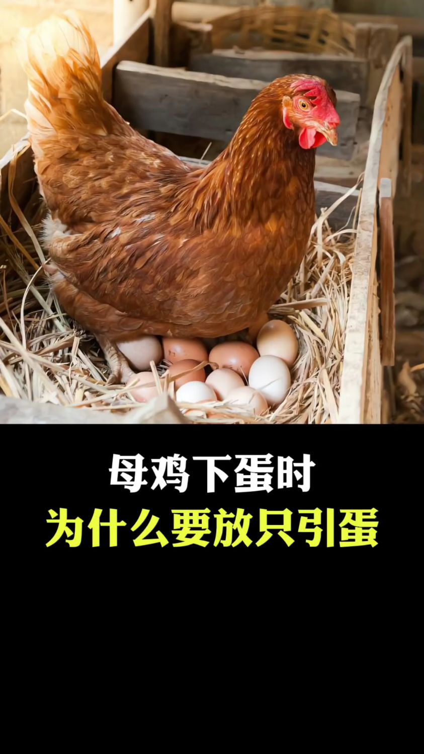 母鸡产蛋时为何要放只引蛋?
