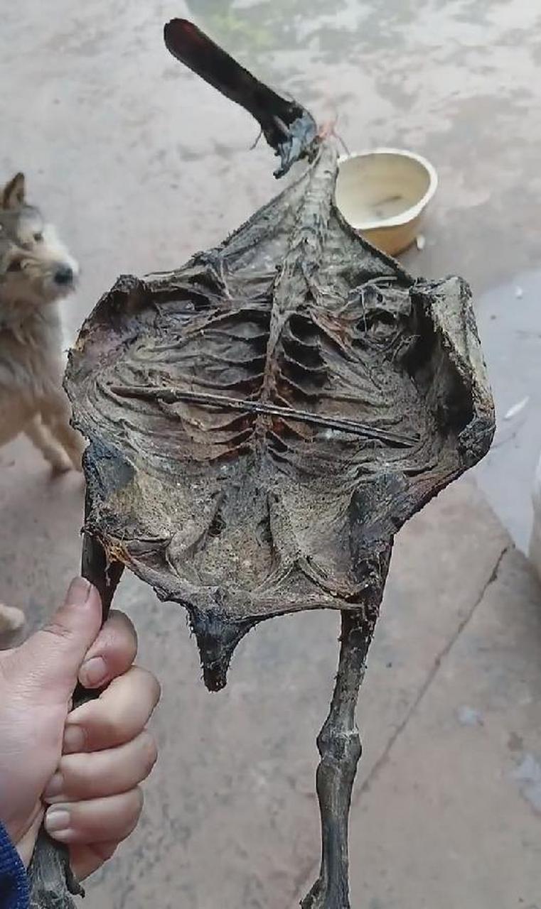 有网友晒出一只烘干的鸭子,看到这么骨瘦如柴的鸭子,又发霉了,这还能