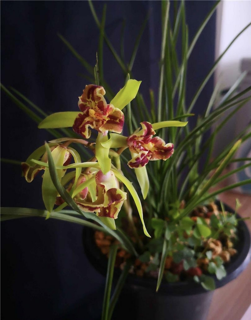 蕙兰鼎红:喜欢反季节开花的兰花,小草大花,美不胜收.