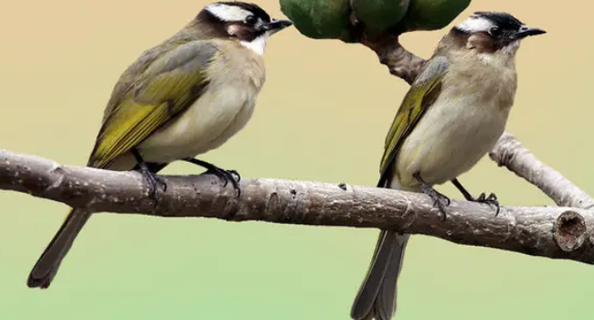 白头翁鸟的寓意和象征