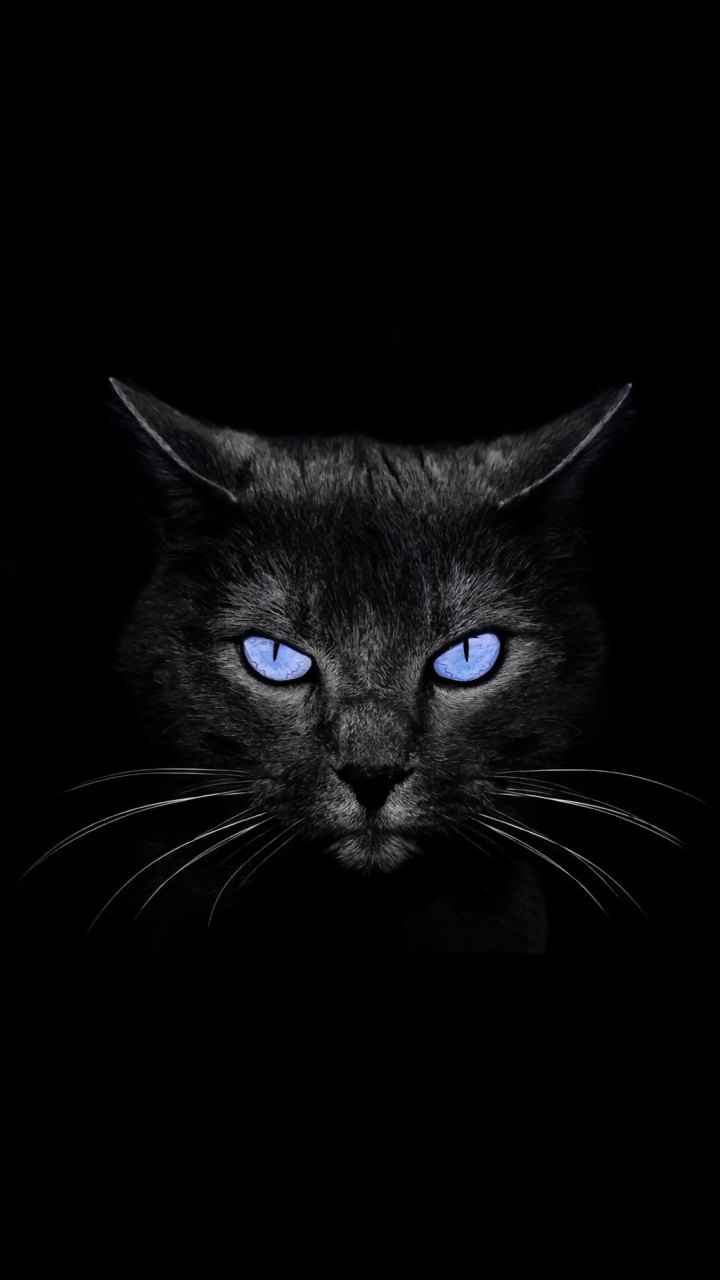 不愧是猫科动物,眼神都是带杀气的!