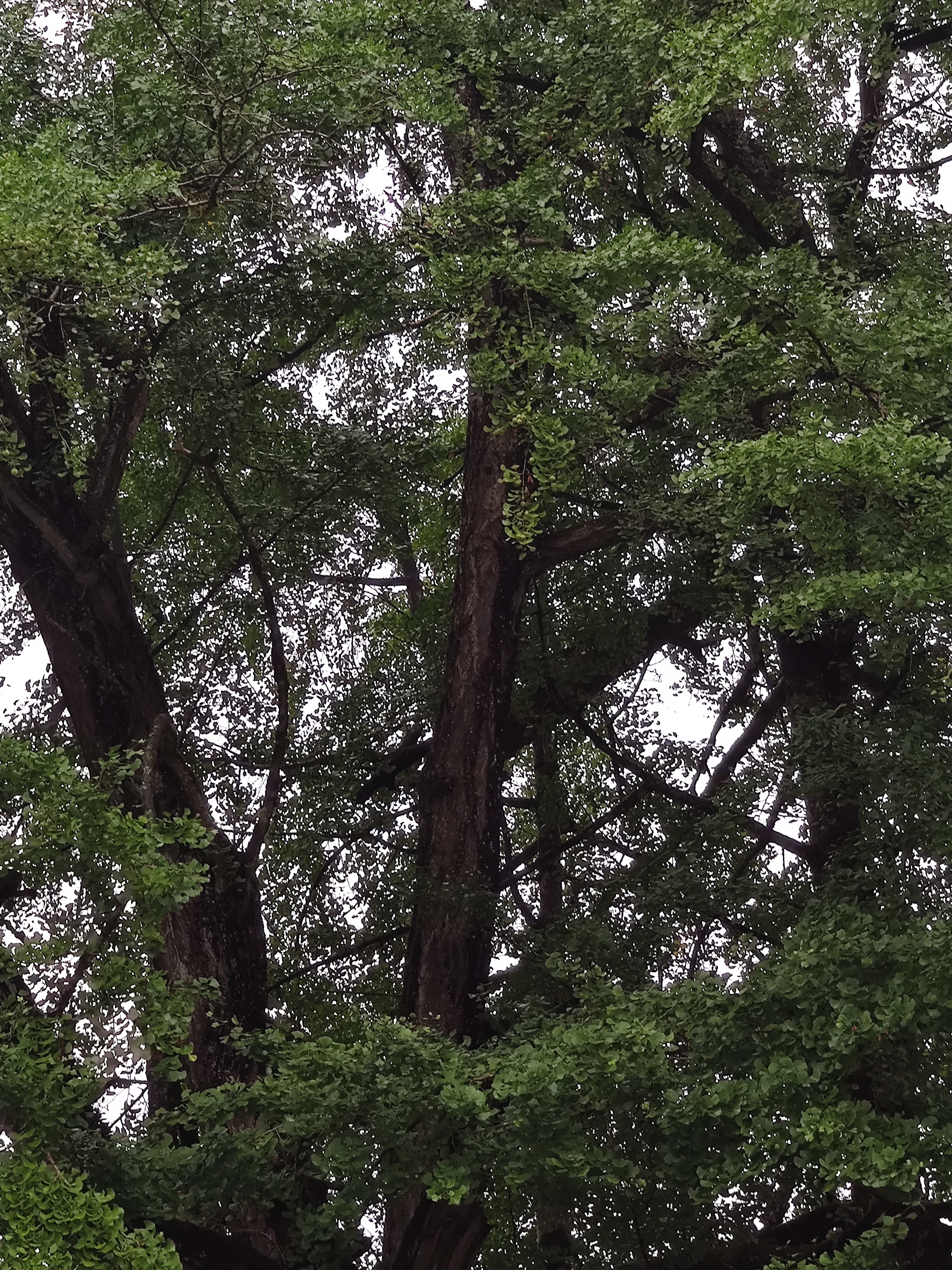 三江镇的云顶山庄空气好!