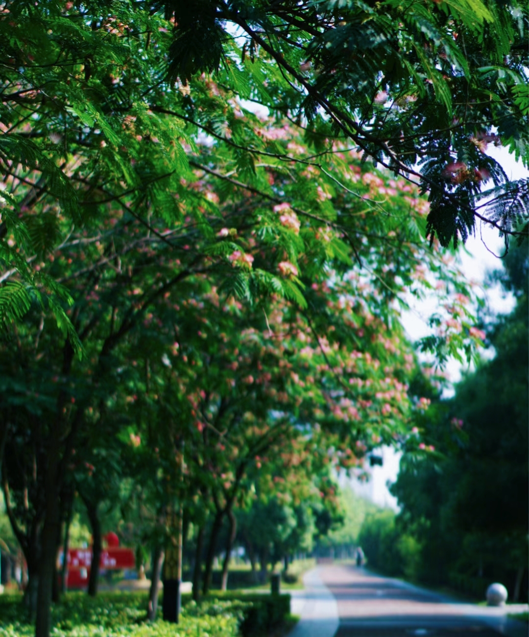 武汉马路边看到的花,花朵仙气十足,拍照好美