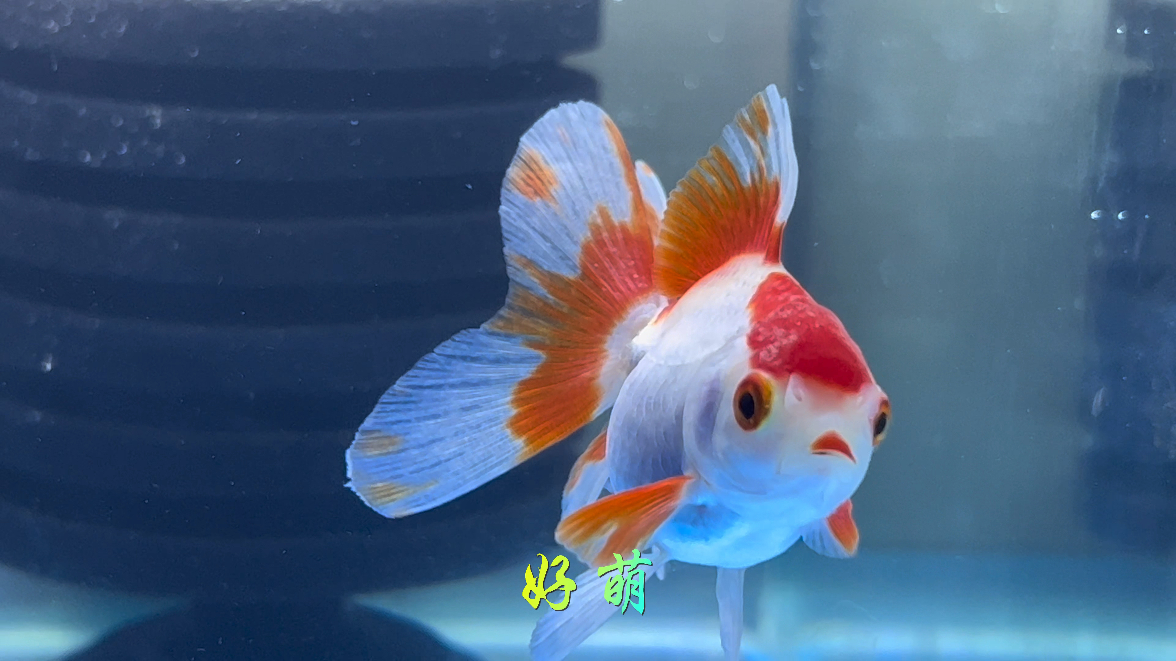 冷水鱼的美丽,热带鱼不一定媲美!