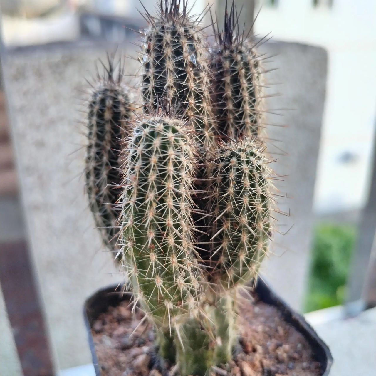 原来仙人球也可以进行砍头的操作,看看这颗奇想丸,绝对是赚了