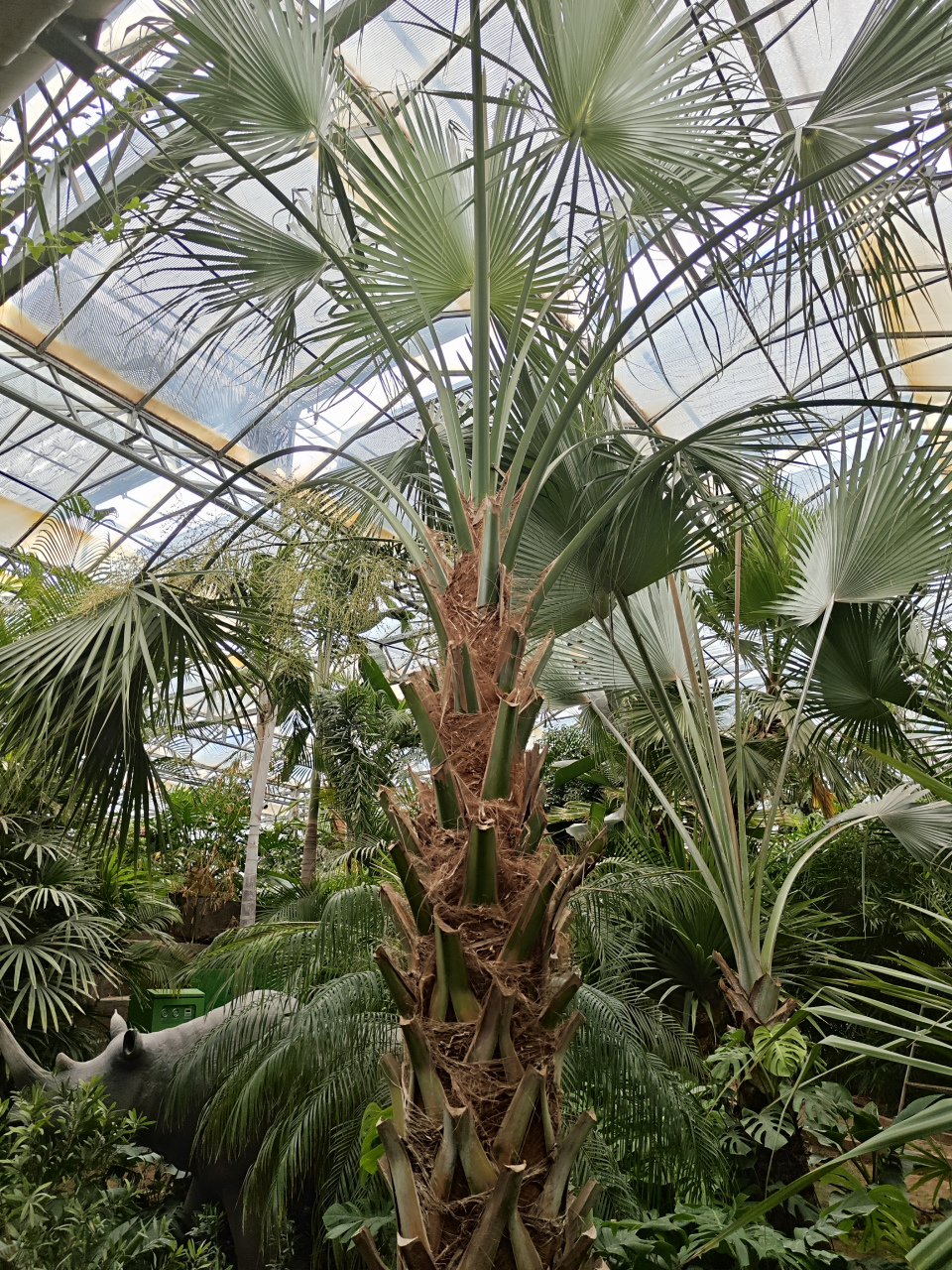 有人说蒲扇是用棕榈树的叶子做的.