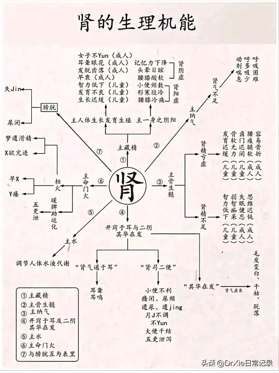 中医基础理论:揭秘肾的强大机能#中医补肾养生文化