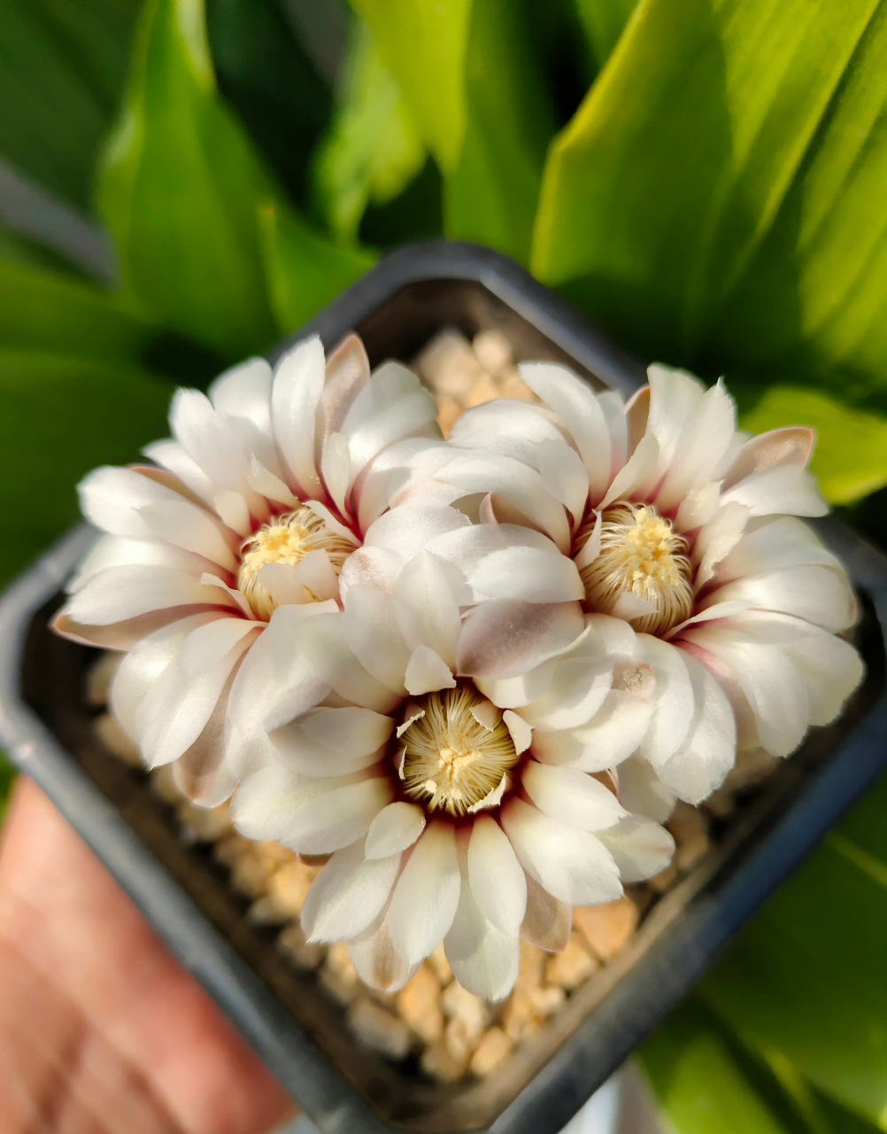 多肉仙人球 瑞昌玉 丽蛇丸 67