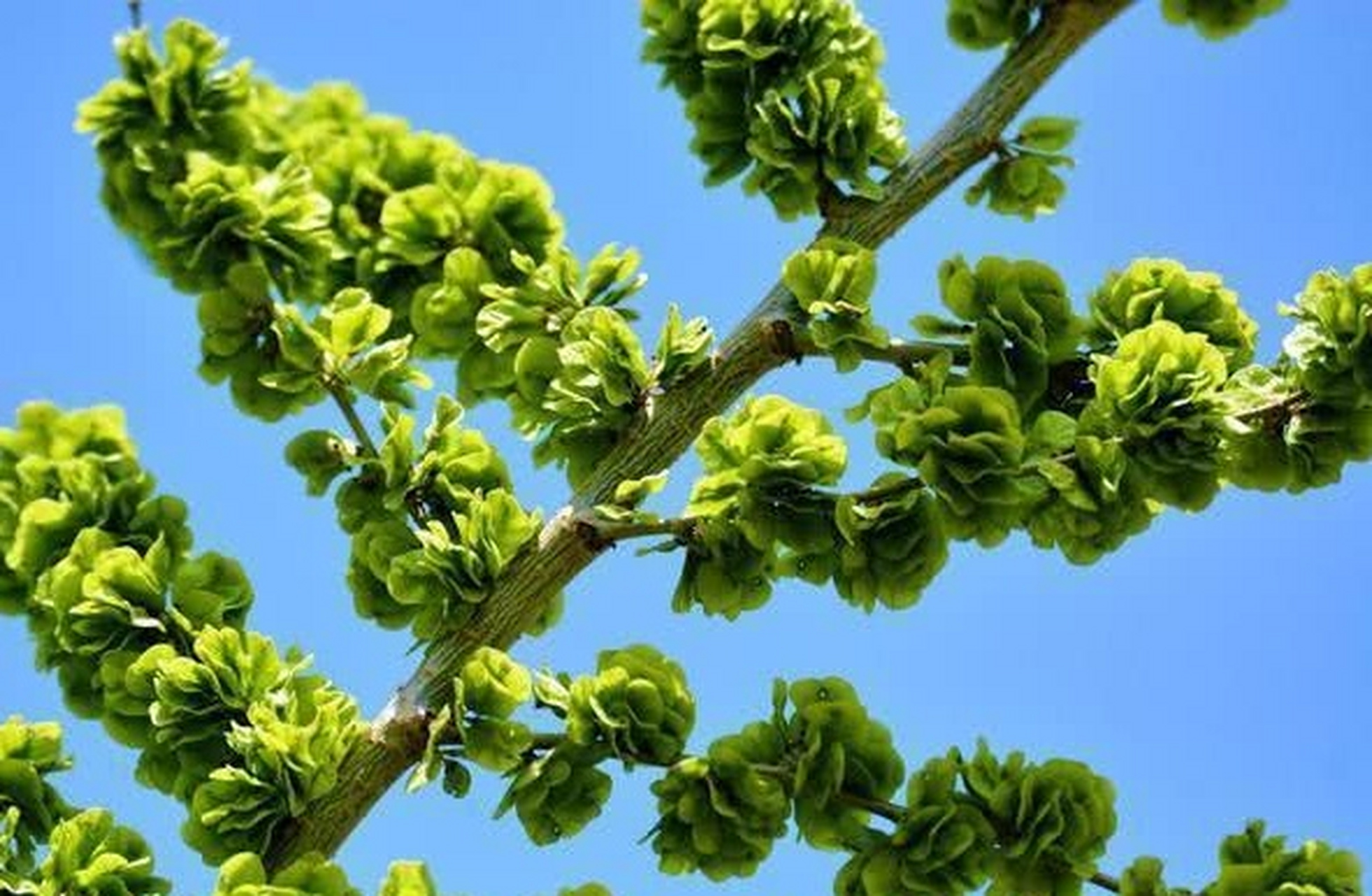 墙外的大榆树在和煦的阳光照耀下,闪着亮光,大串大串肥美的榆钱在风中
