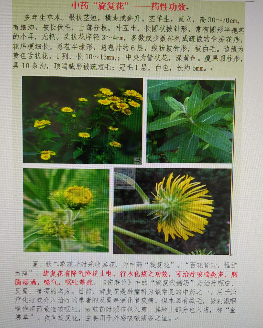 中药"旋覆花"一一药性功效