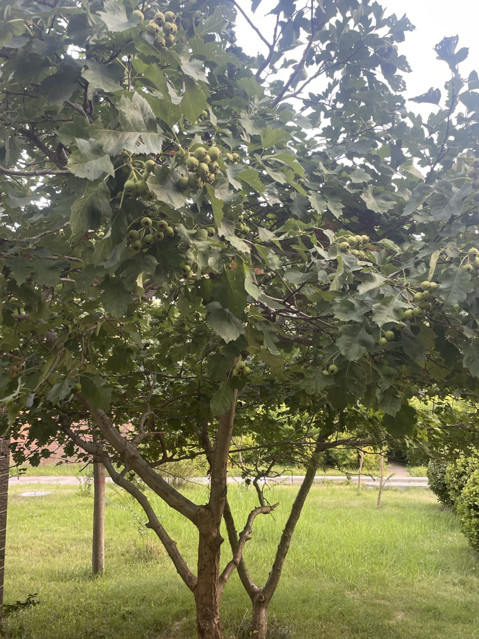 小区里的山楂树,一簇一簇,待秋高气爽,将与山柿子树相映成趣,美丽如画