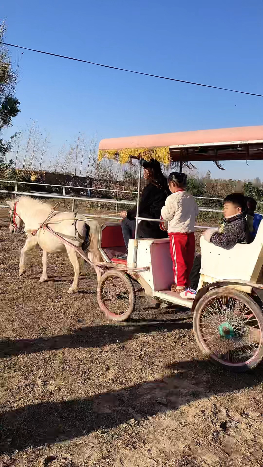 骑乘马的价格多少钱一匹,哪里有卖矮马的,养马场,拉车小矮马,一匹小