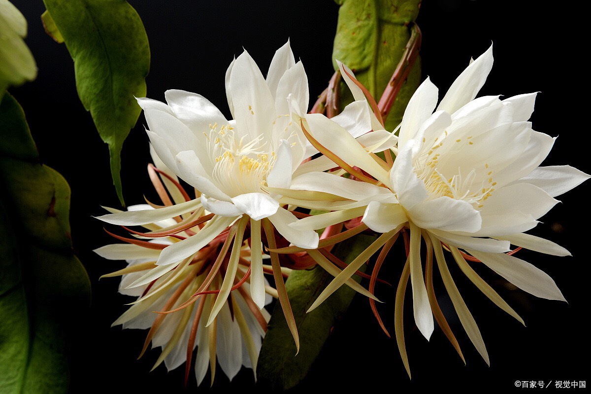 昙花一现,浮生一梦