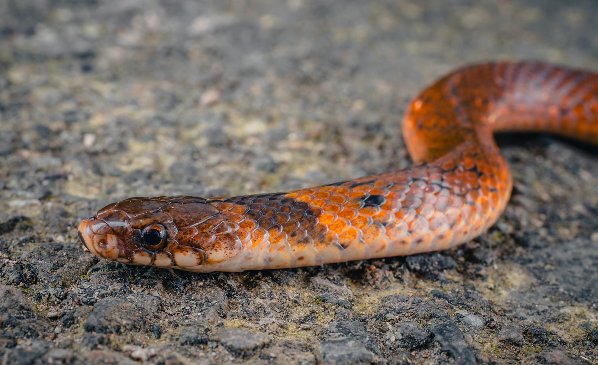 还有条比白头蝰更稀有的福建颈斑蛇 67.