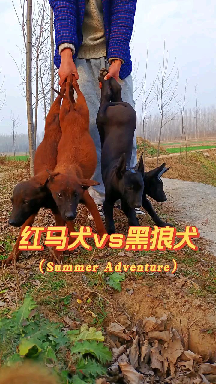 黑狼配马犬后代图片图片