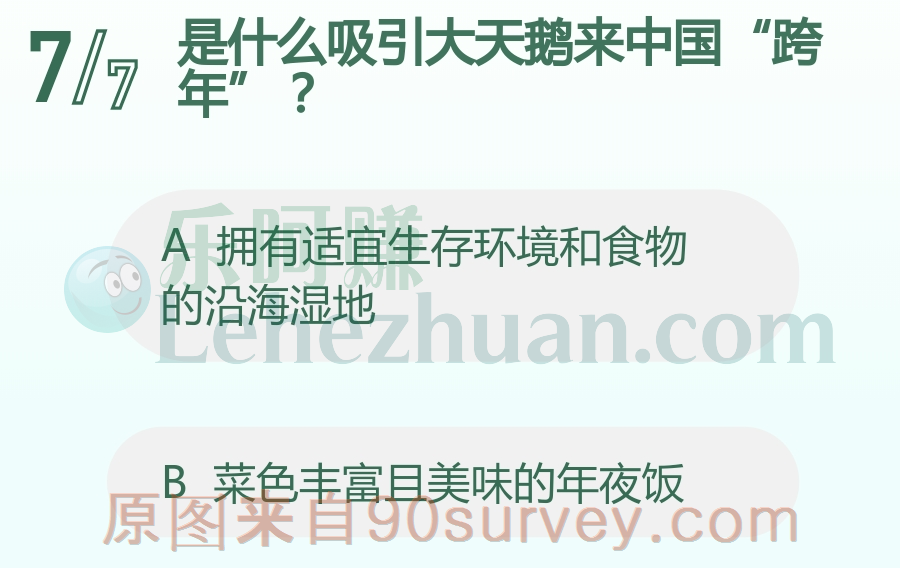 有一些大天鹅会从西伯利亚来到中国沿海湿地越冬 有一些大天鹅会从西伯利亚来到中国沿海湿地越冬