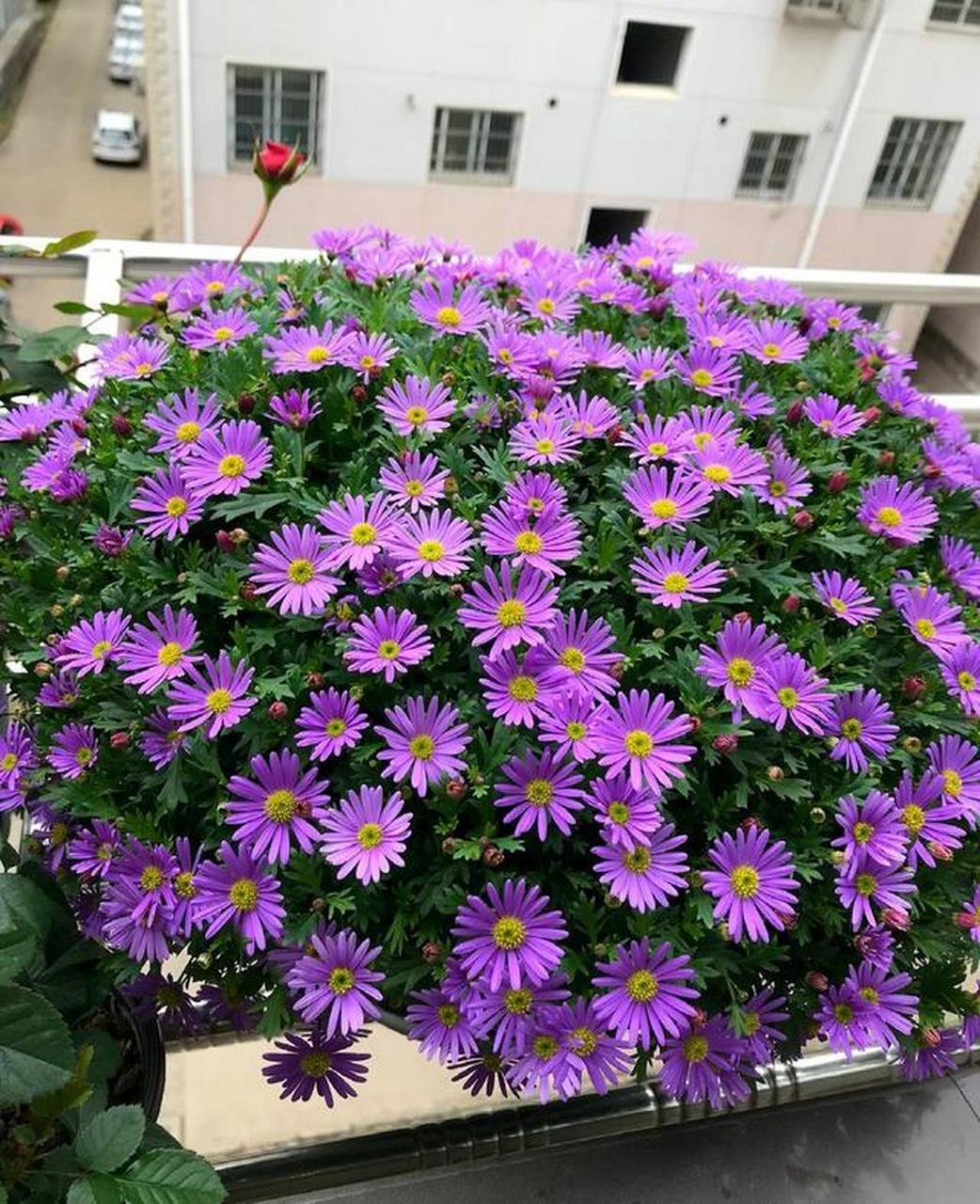 nees),是菊科翠菊属的一年生或二年生草本.