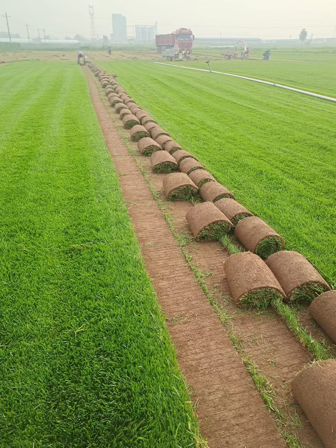 双11购物节/河北石家庄栾城 草坪基地特价销售草坪草皮