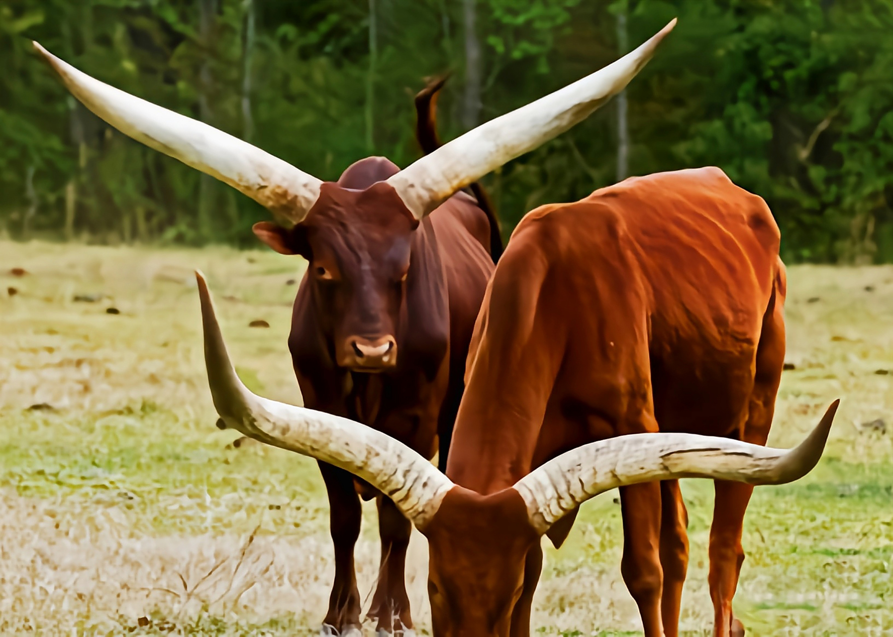 每天认识一种动物——桑格牛 桑格牛别名瓦图西长角牛,因巨大而夸张的