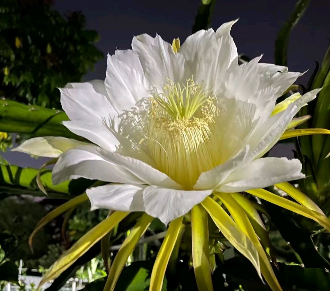 养生之霸王花,一清心润肺,二清热解暑,三除痰止咳