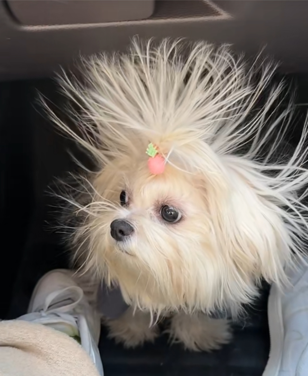 炸毛小狗,看起来好像个蒲公英啊![笑哭]#狗狗