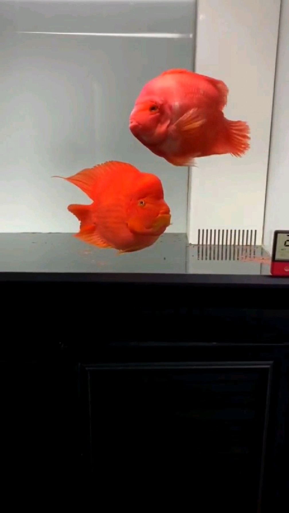 财神鹦鹉鱼,和元宝鹦鹉鱼,还有人分不清吗