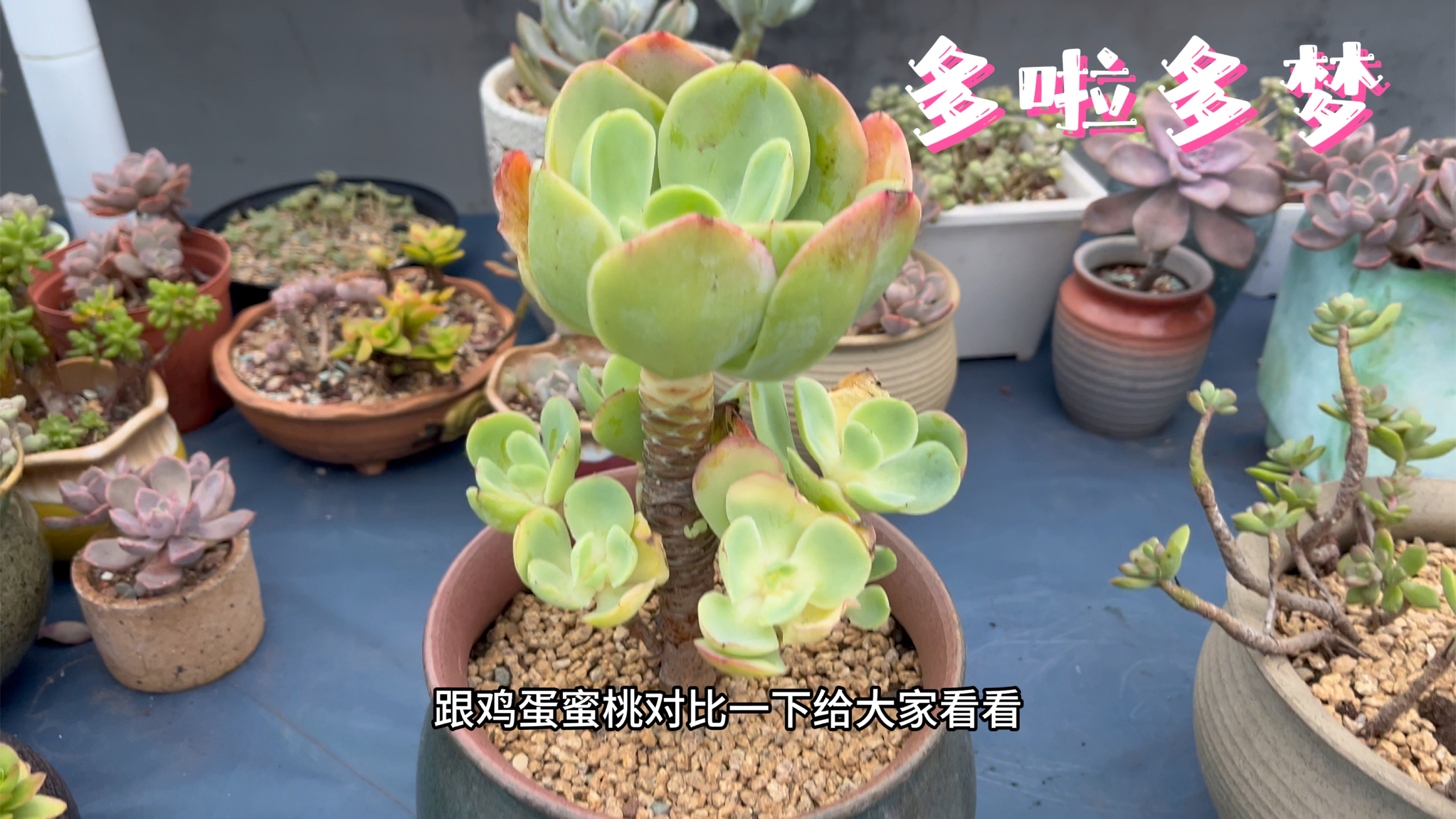收到赠送的多肉,看看是什么品种?
