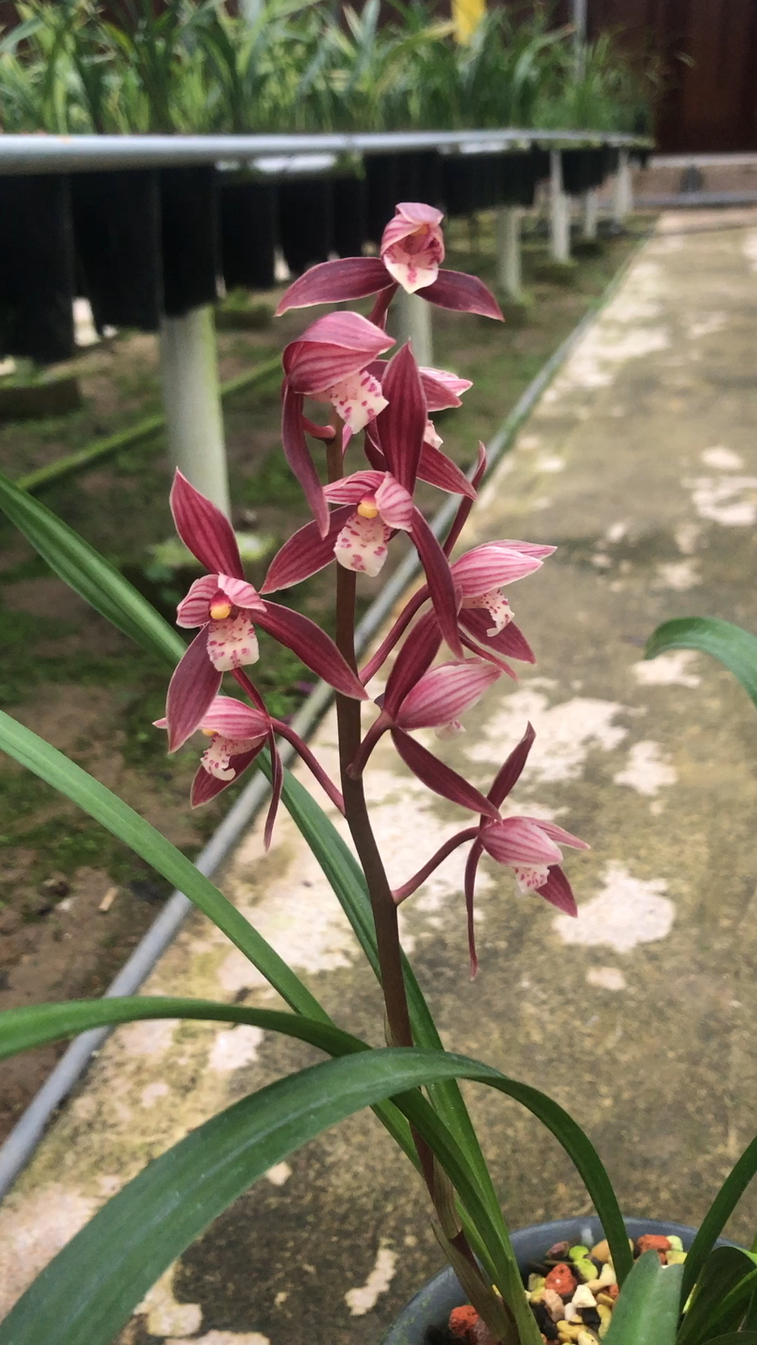 秋榜红花版纳红