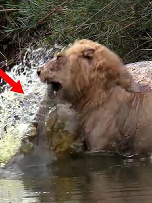 雄狮正在吃肉,一道"黑影"就猛蹿而出,狮子秒被"开膛破肚"!