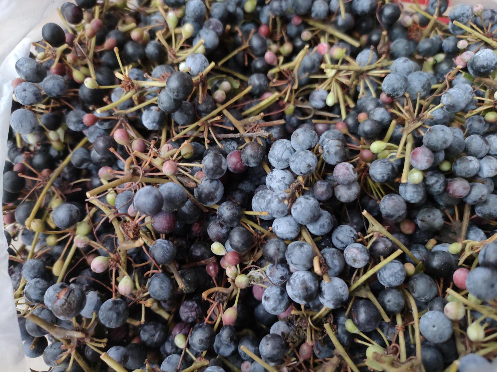 野生土茯苓种子