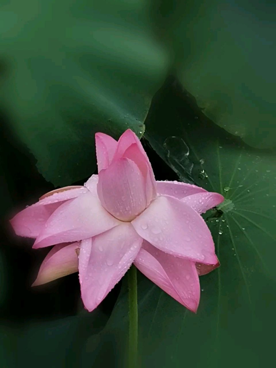 荷花带雨露太美了#摄影# #中国美景大赏